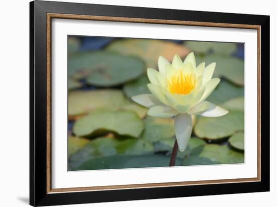 Pond Lily-Jeff Rasche-Framed Photographic Print