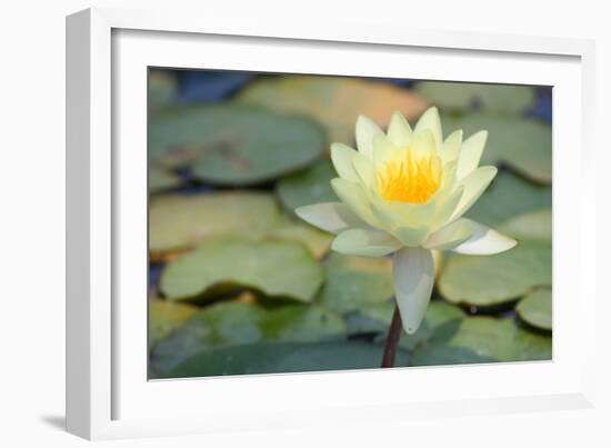 Pond Lily-Jeff Rasche-Framed Photographic Print