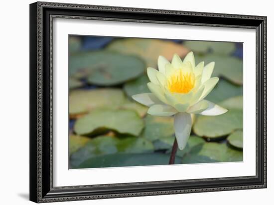 Pond Lily-Jeff Rasche-Framed Photographic Print