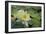 Pond Lily-Jeff Rasche-Framed Photographic Print