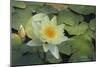 Pond Lily-Jeff Rasche-Mounted Photographic Print