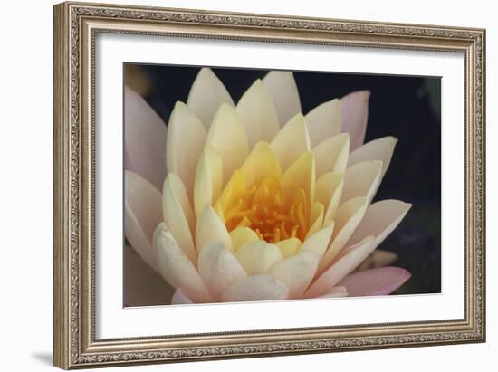 Pond Lily-Jeff Rasche-Framed Photographic Print