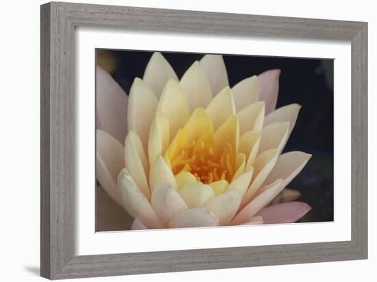 Pond Lily-Jeff Rasche-Framed Photographic Print