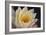 Pond Lily-Jeff Rasche-Framed Photographic Print