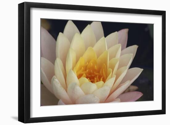 Pond Lily-Jeff Rasche-Framed Photographic Print