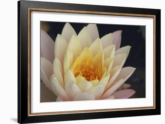 Pond Lily-Jeff Rasche-Framed Photographic Print