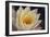 Pond Lily-Jeff Rasche-Framed Photographic Print