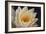 Pond Lily-Jeff Rasche-Framed Photographic Print