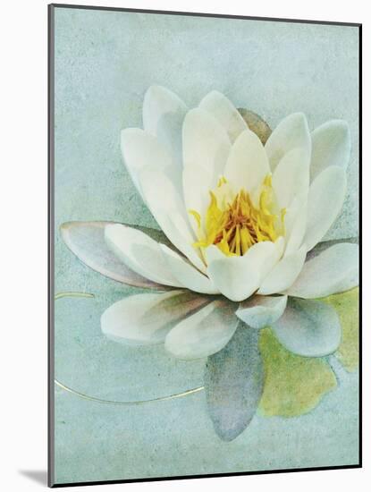 Pond Lily-Amy Melious-Mounted Art Print
