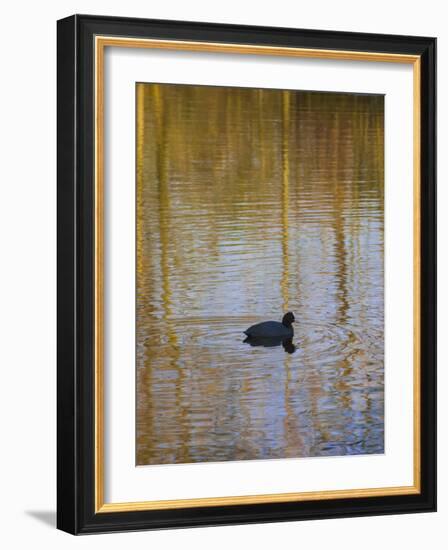Pond Reflecting Trees with Duck-Anna Miller-Framed Photographic Print