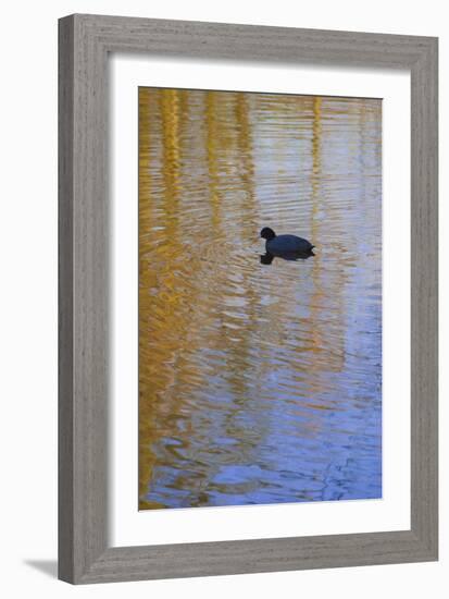 Pond Reflecting Trees with Duck-Anna Miller-Framed Photographic Print