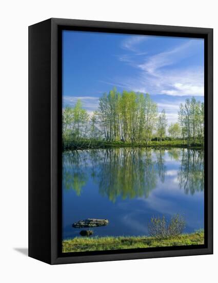 Pond Reflects Aspen & Cirrus Clouds at Sunrise on Steens Mountain, Oregon, USA-Scott T^ Smith-Framed Premier Image Canvas