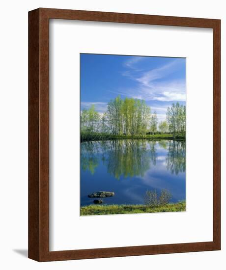 Pond Reflects Aspen & Cirrus Clouds at Sunrise on Steens Mountain, Oregon, USA-Scott T^ Smith-Framed Photographic Print