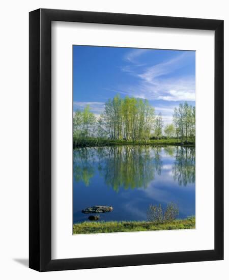Pond Reflects Aspen & Cirrus Clouds at Sunrise on Steens Mountain, Oregon, USA-Scott T^ Smith-Framed Photographic Print