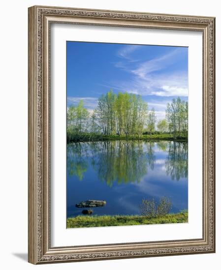 Pond Reflects Aspen & Cirrus Clouds at Sunrise on Steens Mountain, Oregon, USA-Scott T^ Smith-Framed Photographic Print