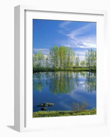 Pond Reflects Aspen & Cirrus Clouds at Sunrise on Steens Mountain, Oregon, USA-Scott T^ Smith-Framed Photographic Print