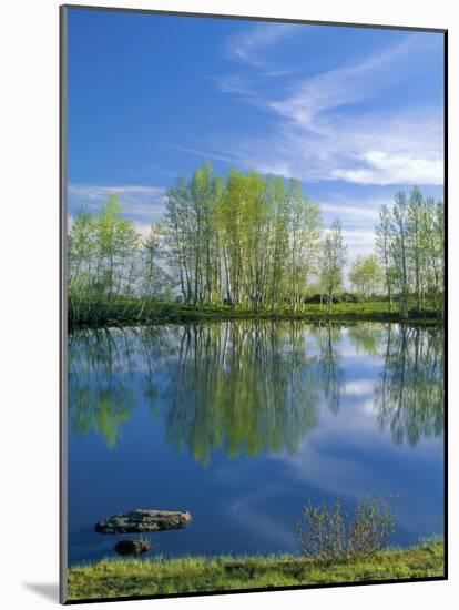 Pond Reflects Aspen & Cirrus Clouds at Sunrise on Steens Mountain, Oregon, USA-Scott T^ Smith-Mounted Photographic Print