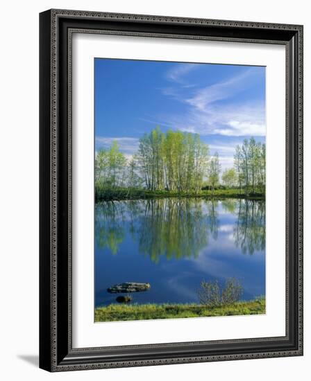 Pond Reflects Aspen & Cirrus Clouds at Sunrise on Steens Mountain, Oregon, USA-Scott T^ Smith-Framed Photographic Print