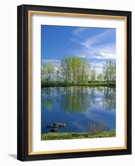 Pond Reflects Aspen & Cirrus Clouds at Sunrise on Steens Mountain, Oregon, USA-Scott T^ Smith-Framed Photographic Print