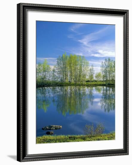 Pond Reflects Aspen & Cirrus Clouds at Sunrise on Steens Mountain, Oregon, USA-Scott T^ Smith-Framed Photographic Print
