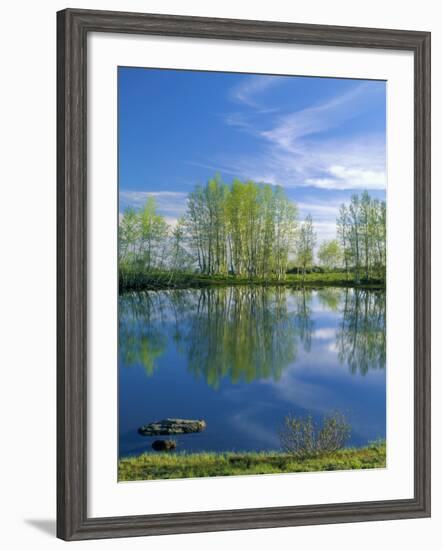 Pond Reflects Aspen & Cirrus Clouds at Sunrise on Steens Mountain, Oregon, USA-Scott T^ Smith-Framed Photographic Print