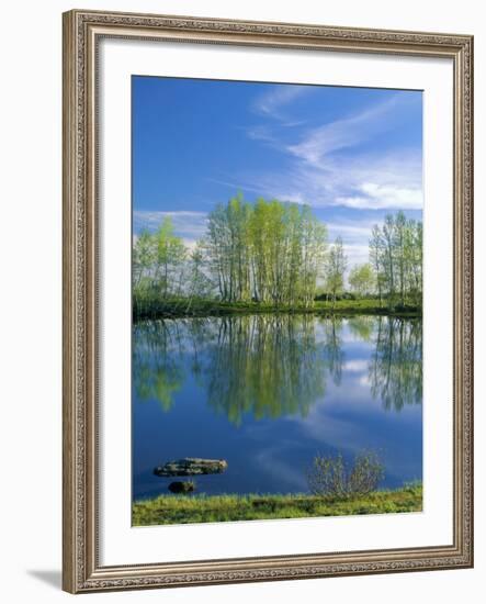 Pond Reflects Aspen & Cirrus Clouds at Sunrise on Steens Mountain, Oregon, USA-Scott T^ Smith-Framed Photographic Print