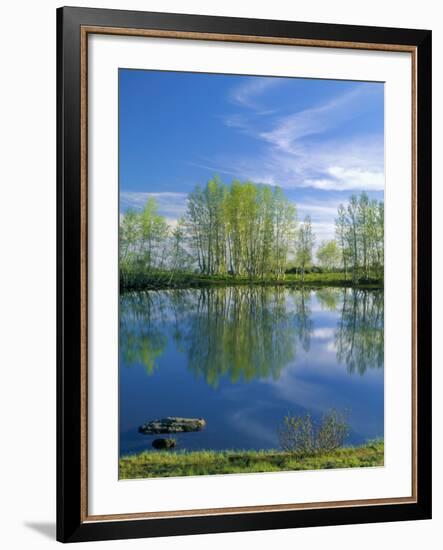 Pond Reflects Aspen & Cirrus Clouds at Sunrise on Steens Mountain, Oregon, USA-Scott T^ Smith-Framed Photographic Print