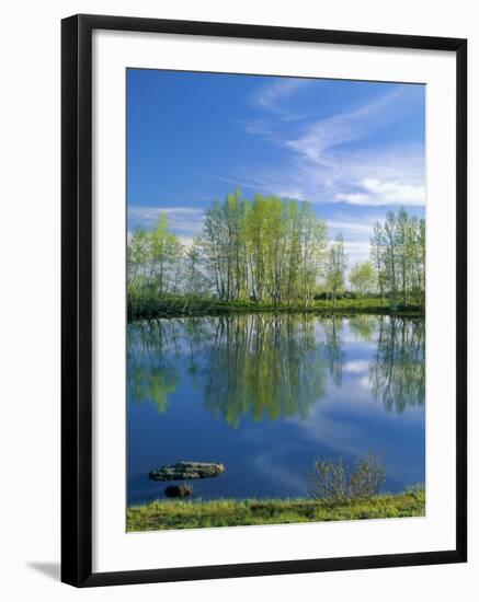 Pond Reflects Aspen & Cirrus Clouds at Sunrise on Steens Mountain, Oregon, USA-Scott T^ Smith-Framed Photographic Print