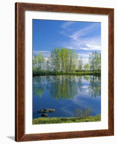 Pond Reflects Aspen & Cirrus Clouds at Sunrise on Steens Mountain, Oregon, USA-Scott T^ Smith-Framed Photographic Print