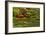 Pond, Strolling Garden, Portland Japanese Garden, Oregon, Usa-Michel Hersen-Framed Photographic Print