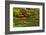 Pond, Strolling Garden, Portland Japanese Garden, Oregon, Usa-Michel Hersen-Framed Photographic Print