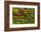 Pond, Strolling Garden, Portland Japanese Garden, Oregon, Usa-Michel Hersen-Framed Photographic Print