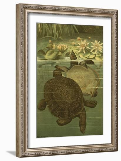 Pond Turtles-Louis Prang-Framed Art Print