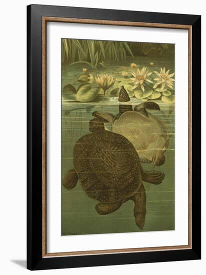 Pond Turtles-Louis Prang-Framed Art Print