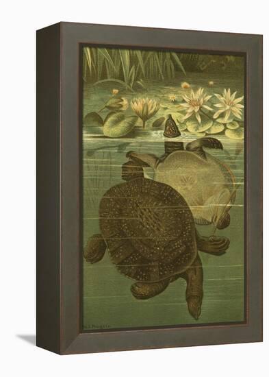 Pond Turtles-Louis Prang-Framed Stretched Canvas