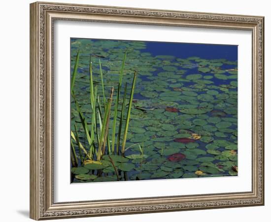 Pond Water Lilies, Brookline, New Hampshire, USA-Jerry & Marcy Monkman-Framed Photographic Print