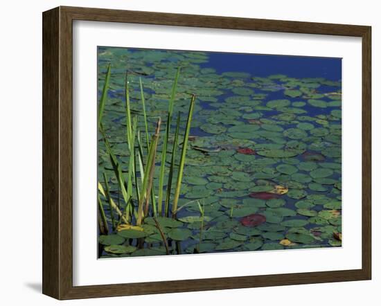 Pond Water Lilies, Brookline, New Hampshire, USA-Jerry & Marcy Monkman-Framed Photographic Print