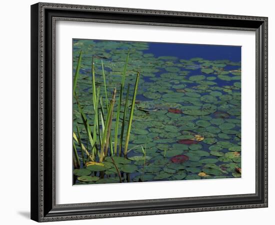 Pond Water Lilies, Brookline, New Hampshire, USA-Jerry & Marcy Monkman-Framed Photographic Print