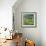 Pond with Goldfish-Joan Thewsey-Framed Giclee Print displayed on a wall
