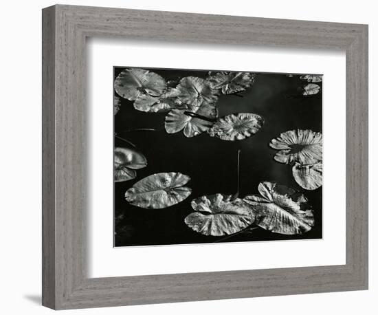 Pond with Lily Pads, Europe, 1968-Brett Weston-Framed Photographic Print