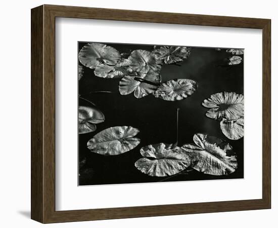 Pond with Lily Pads, Europe, 1968-Brett Weston-Framed Photographic Print