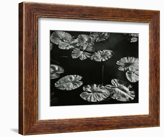 Pond with Lily Pads, Europe, 1968-Brett Weston-Framed Photographic Print