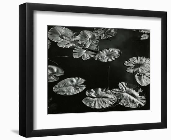 Pond with Lily Pads, Europe, 1968-Brett Weston-Framed Photographic Print