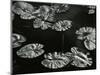 Pond with Lily Pads, Europe, 1968-Brett Weston-Mounted Photographic Print