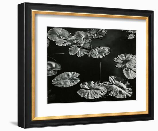 Pond with Lily Pads, Europe, 1968-Brett Weston-Framed Photographic Print