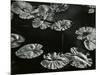 Pond with Lily Pads, Europe, 1968-Brett Weston-Mounted Premium Photographic Print