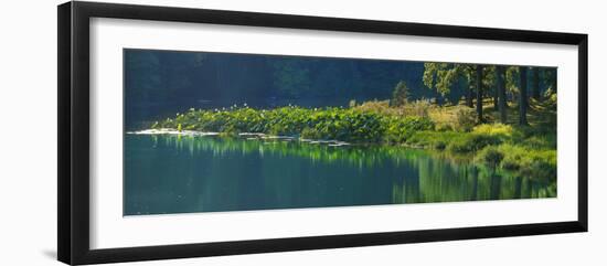 Pond with lotus, Indiana, USA-Anna Miller-Framed Photographic Print