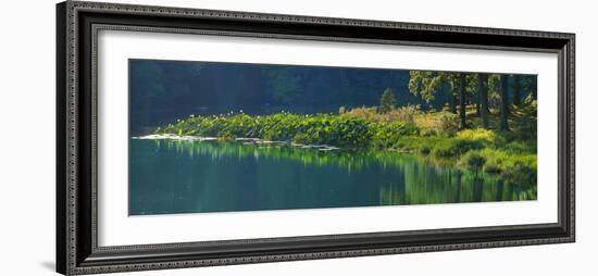 Pond with lotus, Indiana, USA-Anna Miller-Framed Photographic Print