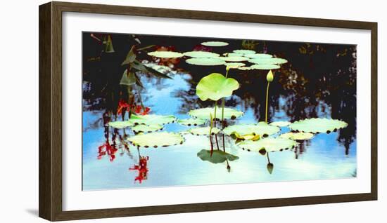 Pond with lotus, Indianapolis, Indiana, USA-Anna Miller-Framed Photographic Print