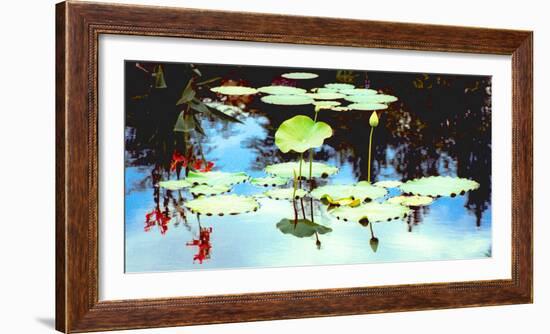 Pond with lotus, Indianapolis, Indiana, USA-Anna Miller-Framed Photographic Print